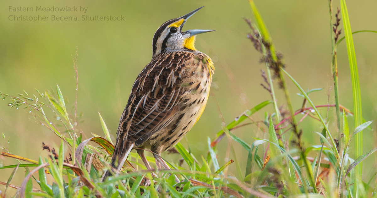 Eastern Meadowlark by Christopher Becerra, Shutterstock