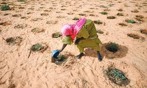 Una mujer riega las hortalizas en un huerto creado en un terreno anteriormente degradado en Ouallam (Níger).