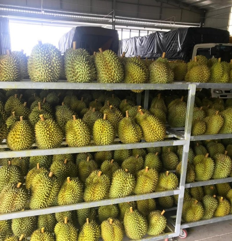 Sầu riêng Việt Nam 'bơi' sang Mỹ, giá 185.000 đồng/kg - ảnh 2