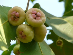 Syzygium ¿ aqueum / samarangense ?