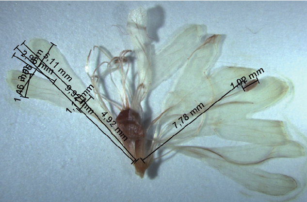 For the taxonomic revision of Atocion and Viscaria , flowers from herbarium specimens were boiled, dissected, and the character states observed under the stereomicroscope. Here the flower of Viscaria alpina , with removed calyx. Quantita- tive floral characters were measured using a digital image analysis system. The measures are indicated here as originally displayed (photo B. Frajman, July 2007).