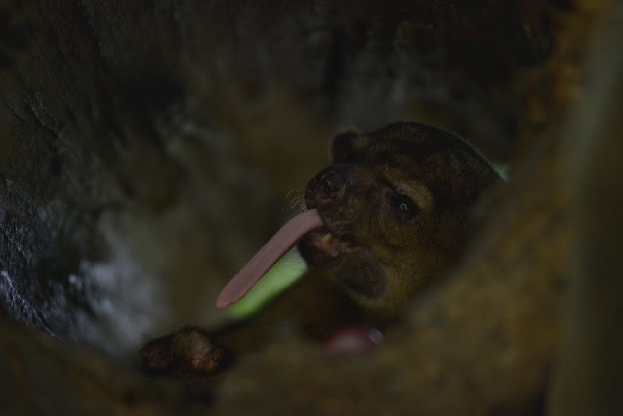 Kinkers the Kinkajou