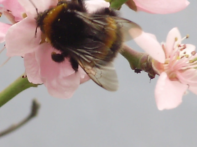 Bee on peach blossom in the polytunnel