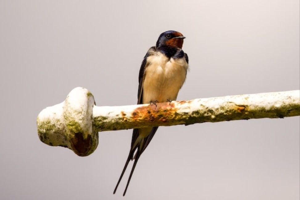 Hirondelle perchée