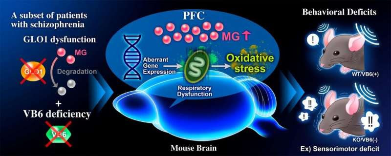 Methylglyoxal detoxification deficits causes schizophrenia-like behavioral abnormalities