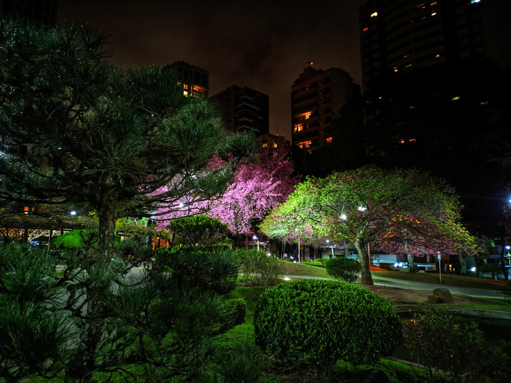 bâtiments entourés d'arbres verts pendant la nuit