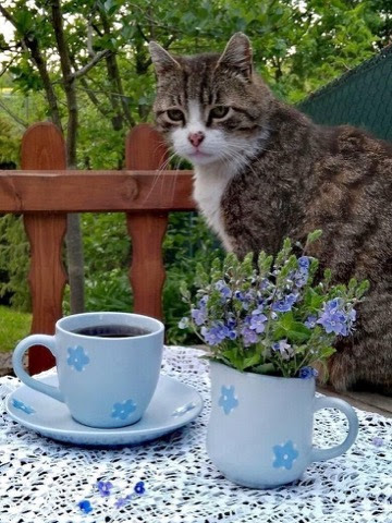 Cat-Blue-Morning