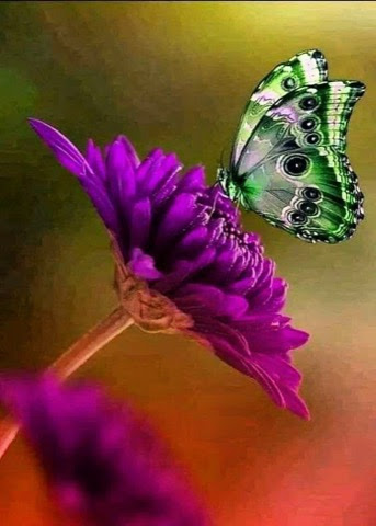 Butterfly-green-purple-flower
