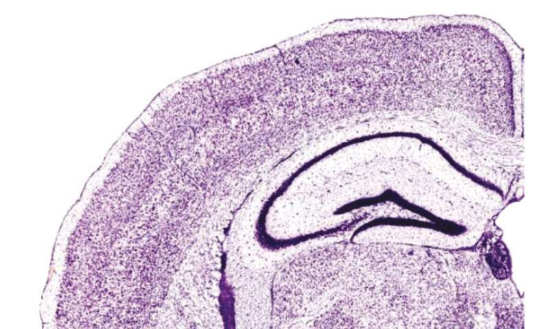 How micro-circuits in the brain regulate fear