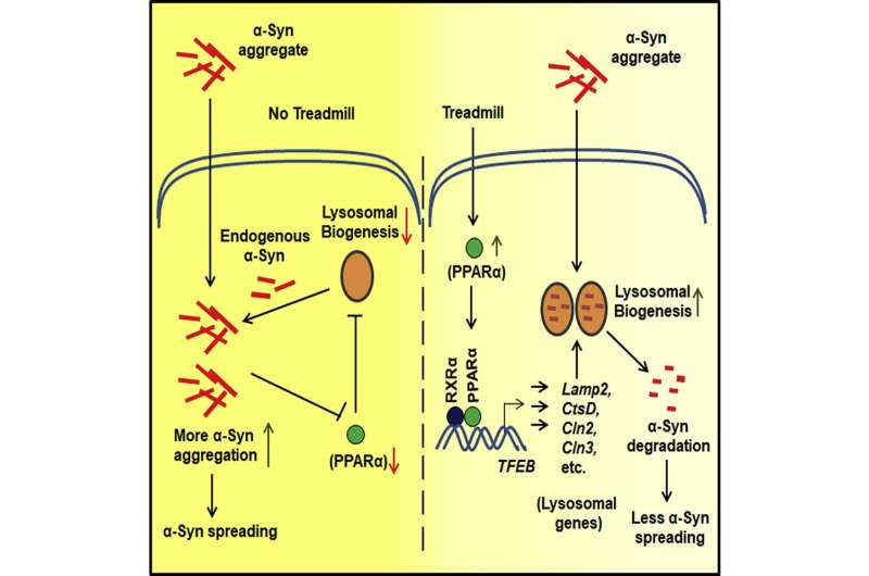 Treadmill exercise shown to improve Parkinson’s symptoms in mice