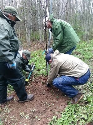 Group of men dressed in rain gear, planting a tree