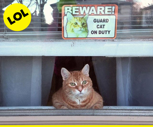 Guard Cat On Duty - looks like my Chelsea Animals.132343