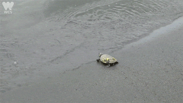 Baby turtle diving into the water