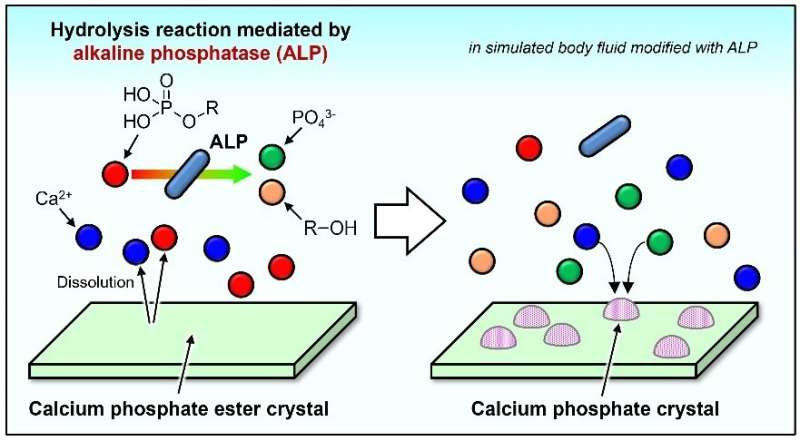 Bone, heal thyself: Toward ceramics tailored for optimized bone self-repair