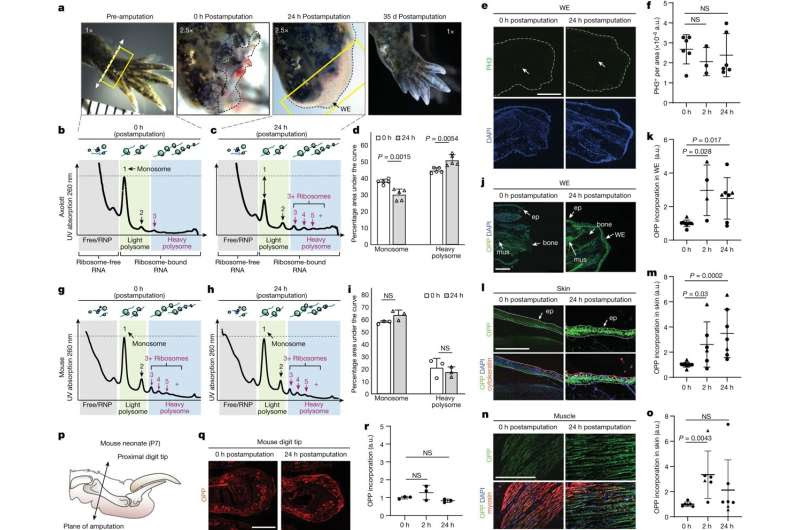 How an ultra-sensitive on-off switch helps axolotls regrow limbs