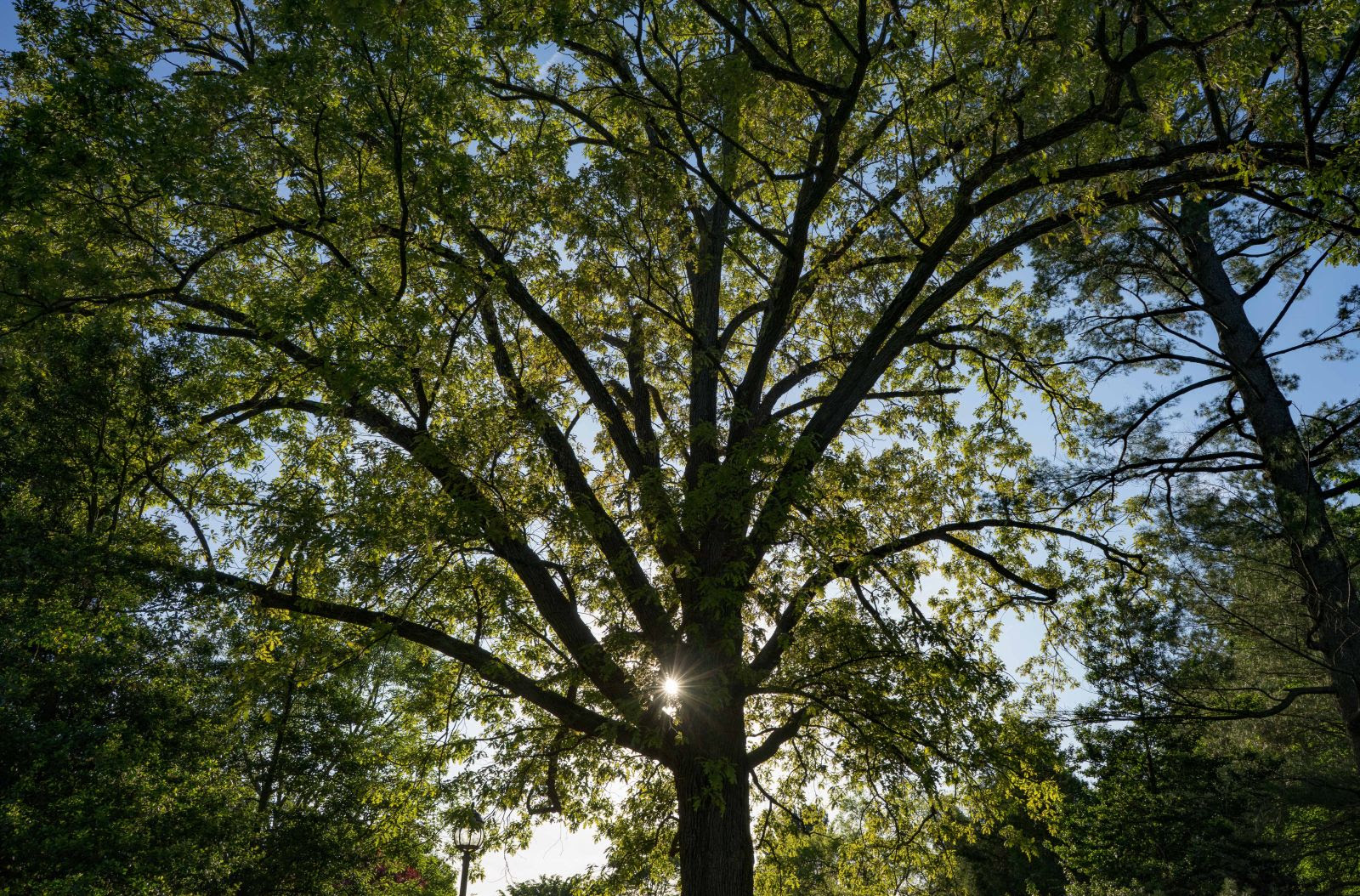 Canopy of the Morris Arboretum specimen in the morning light.