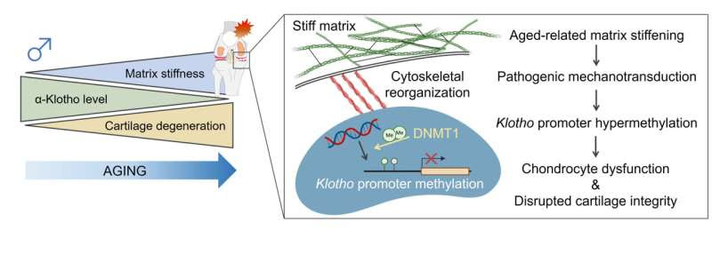 New mechanism uncovered behind osteoarthritis could inform new treatments