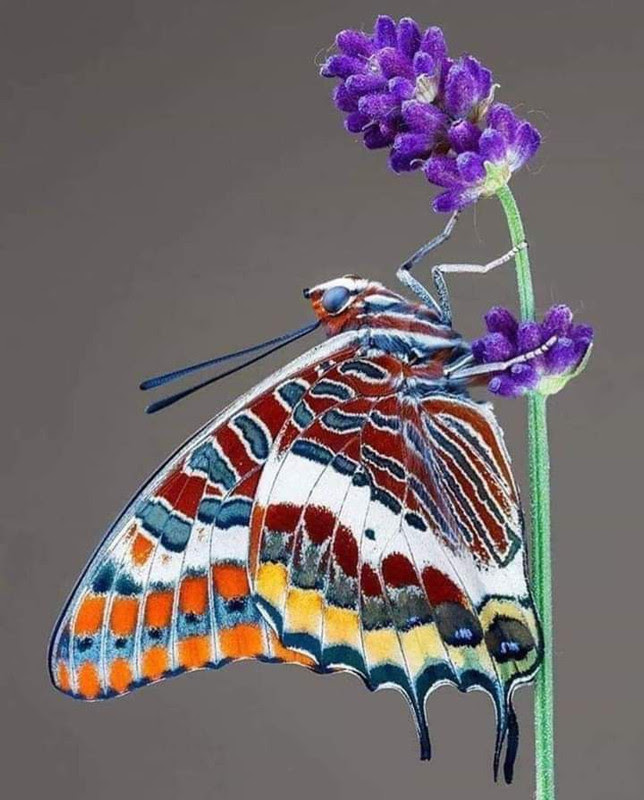 July-4th-Butterfly