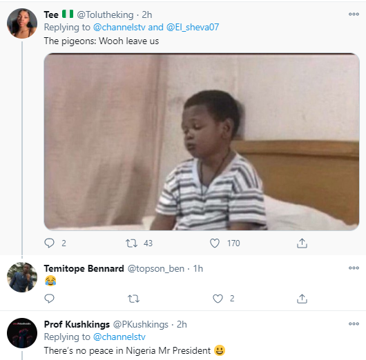 Nigerians react as the white pigeons released by President Buhari at Armed Forces Remembrance Day celebration refused to fly (video)