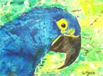 Endangered Hyacinth Macaw - Posted on Monday, April 6, 2015 by Ginny Riggle