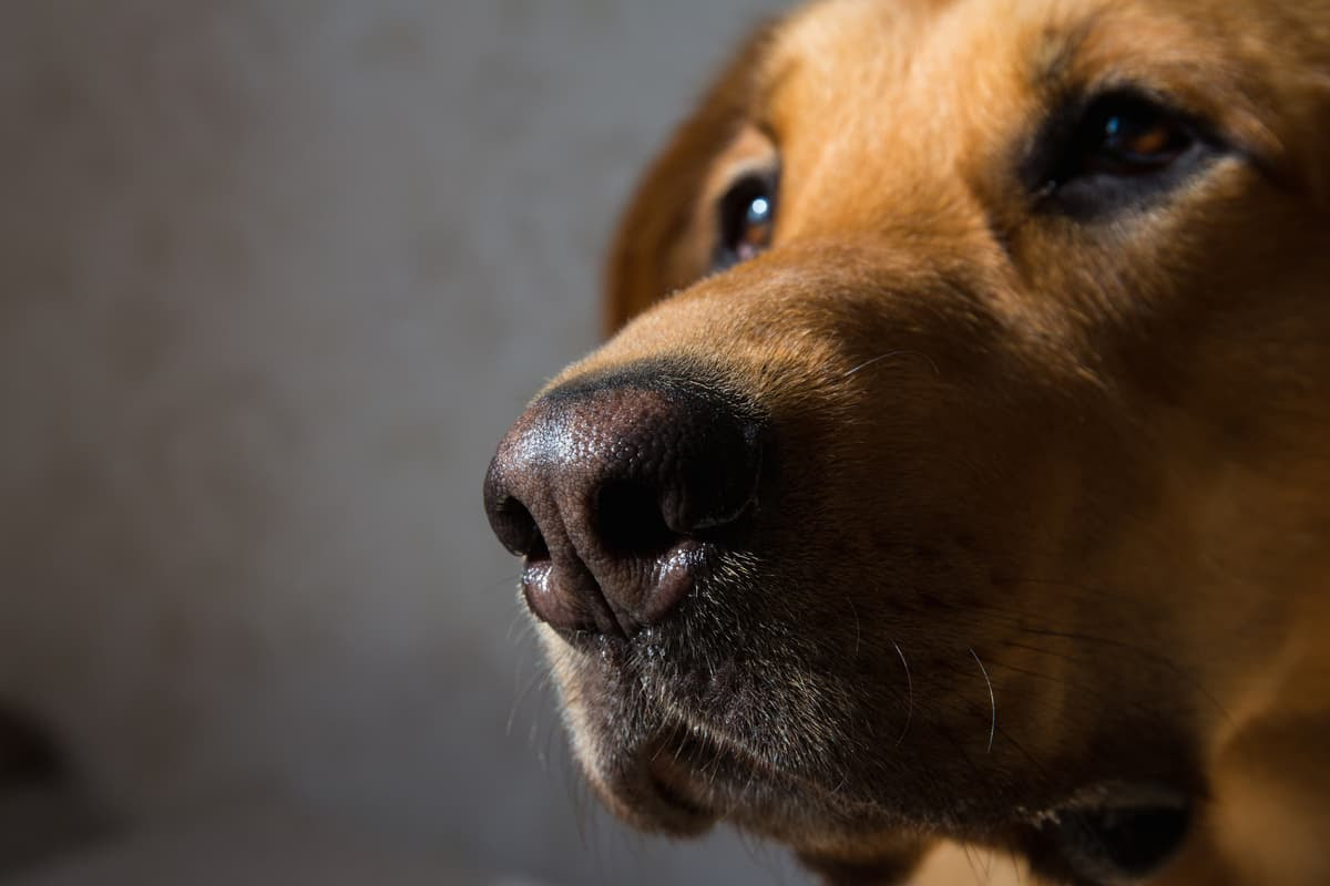 Dogs are particularly good at detecting disease with their keen sense of smell