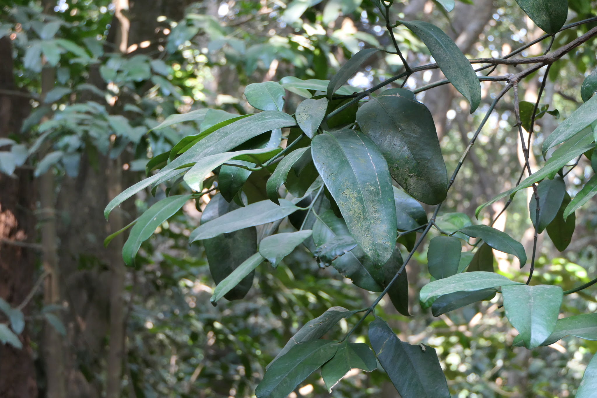 Garcinia talbotii Raizada ex Santapau