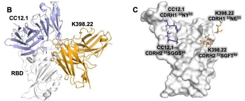 Scripps Research scientists discover antibodies that induce broad immunity against SARS viruses, including emerging variants