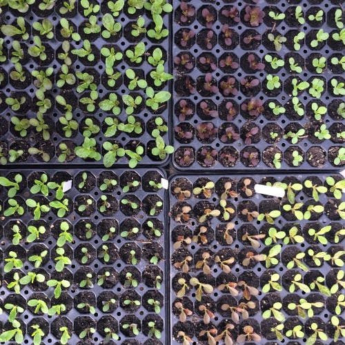 Lettuces pricked out into module trays