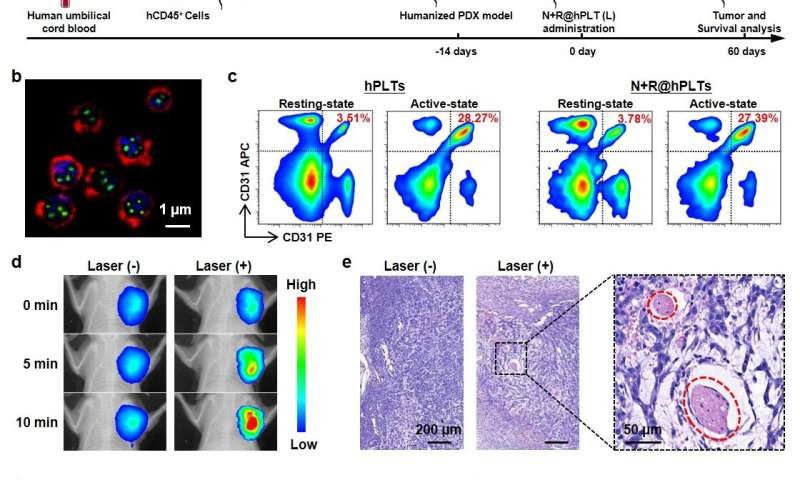 Scientists develop new platelet-based formulation for combination anticancer therapy