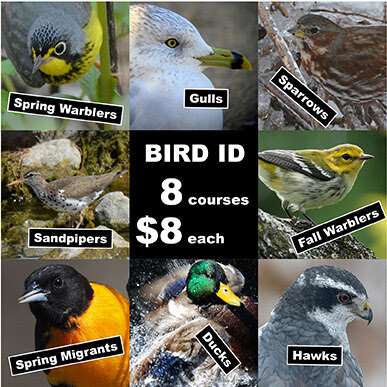 image of 8 birds