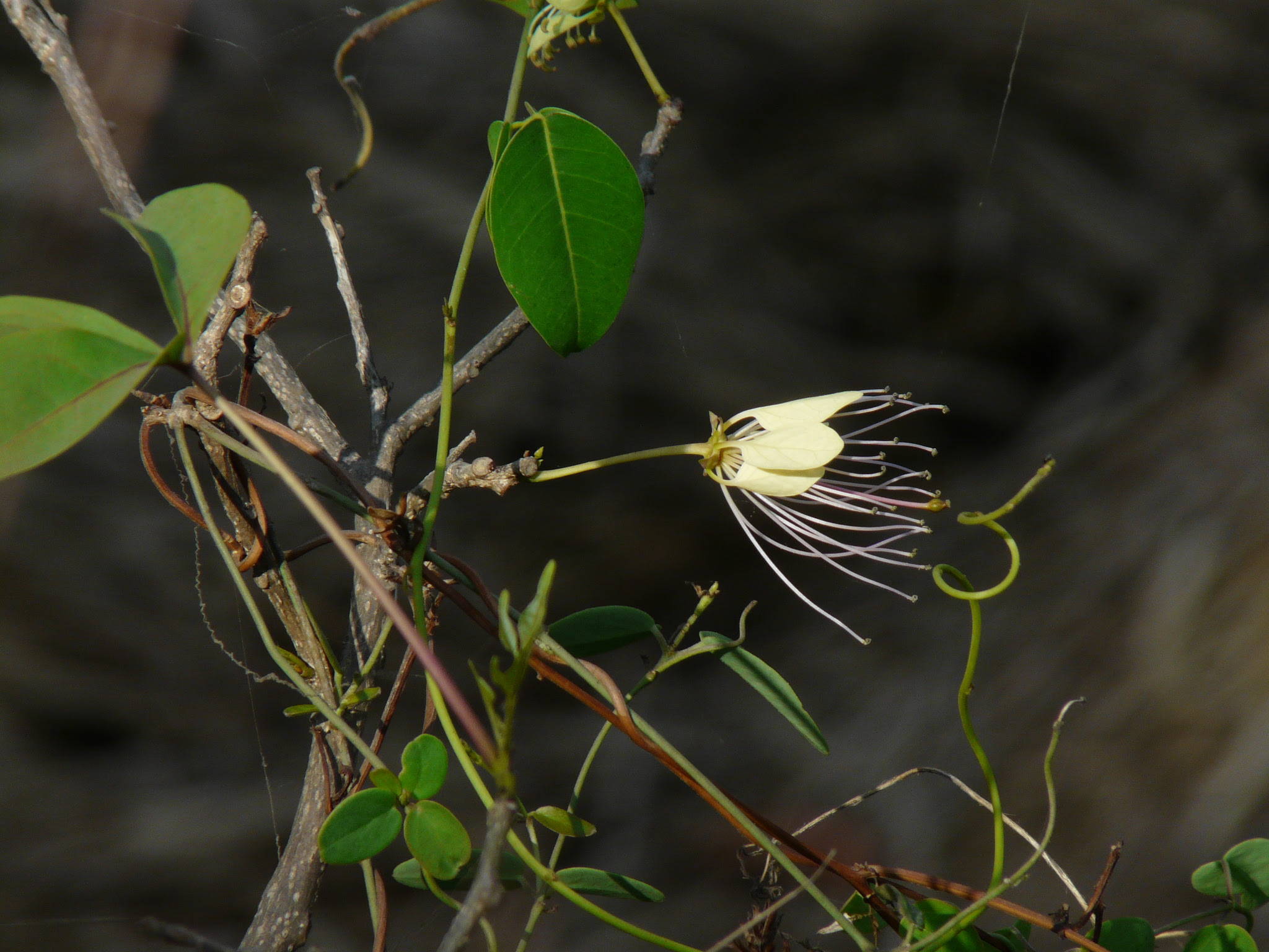 Crateva adansonii subsp. odora (Buch.-Ham.) Jacobs ... FOR VALIDATION