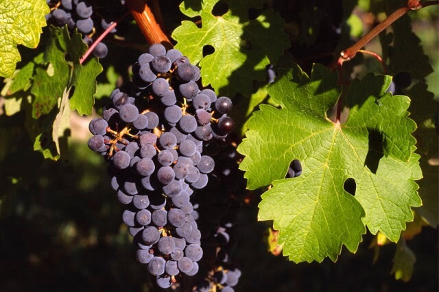 Cabernet_Sauvignon_Gaillac_Wikipedia_BerndtF