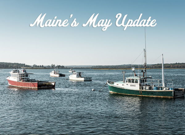 Maine harbor view