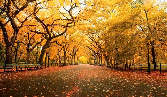 Những đường cây mùa thu đẹp nhất thế giới - Ảnh 14.