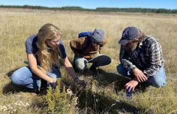 Three people crouch on an open, grassy plain and examine a plant.