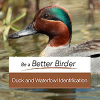 Duck and waterfowl ID course
