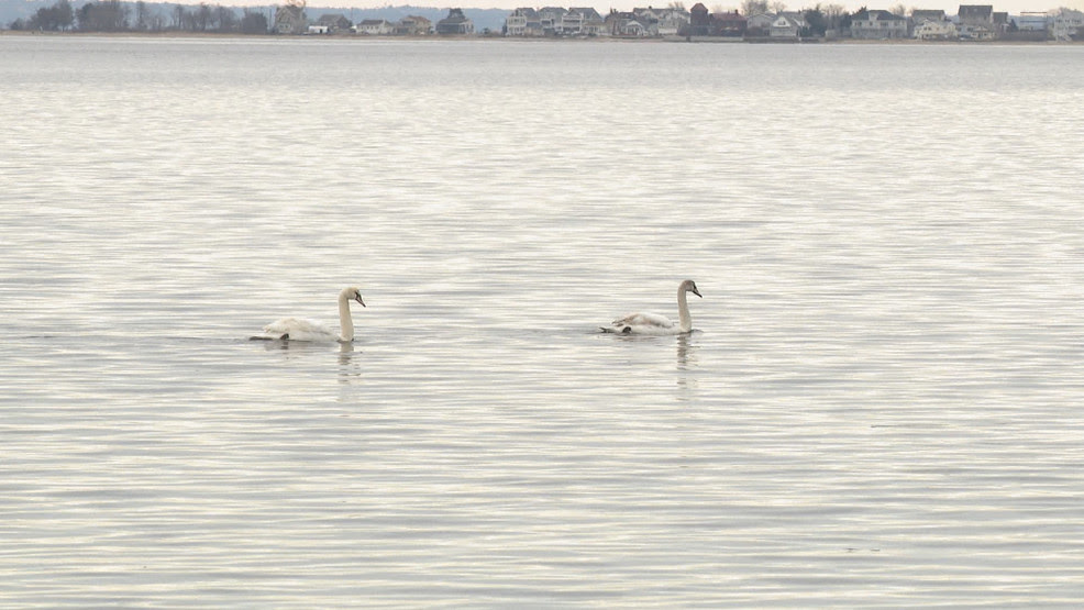  DEM: Gaspee Point swan not shot, but likely died of bird flu, coyote attack