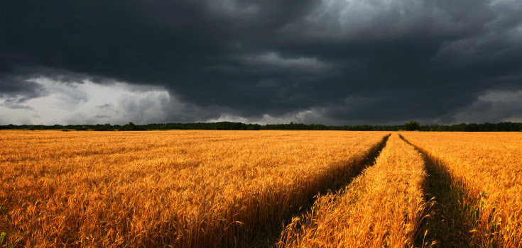 Is Hungary About to Ban All GMO Crops? Field_wheat_dark_735_350