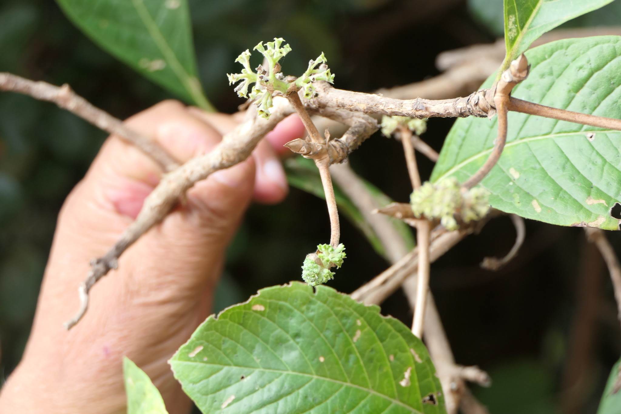 Pavetta crassicaulis Bremek.