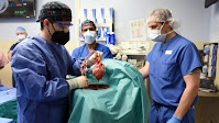 Surgeons transplant pig's heart into dying human patient in a first