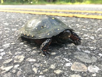spotted turtle. Mark Kosiewski