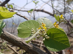 Grewia asiatica