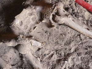Segundo arqueólogos, tumor se espalhou pelo corpo. Vítima pertencia a alta classe da dinastia faraônica e recebeu cuidados paliativos até a morte (Foto: Ministério de Antiguidades do Egito/Reuters)