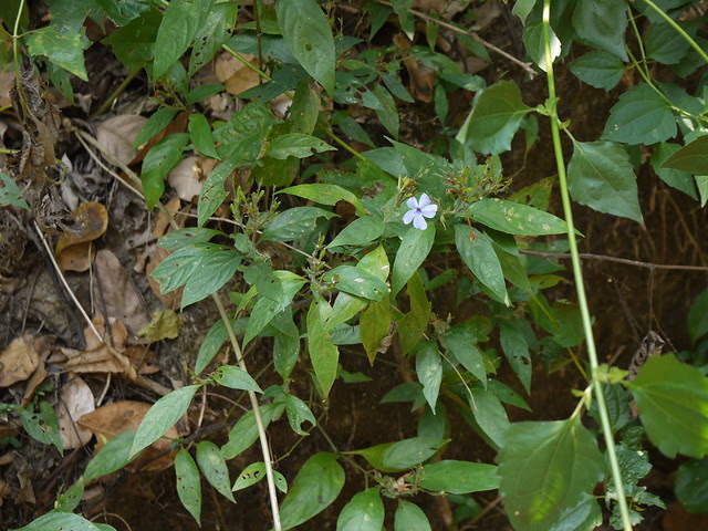 Eranthemum capense var. concanense