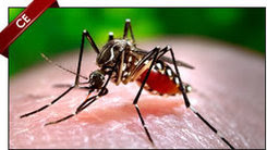 Vector Control