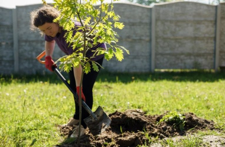 More trees please for Surrey
