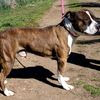 KUMA, BELLISSIMO E FIERO AMSTAFF 0