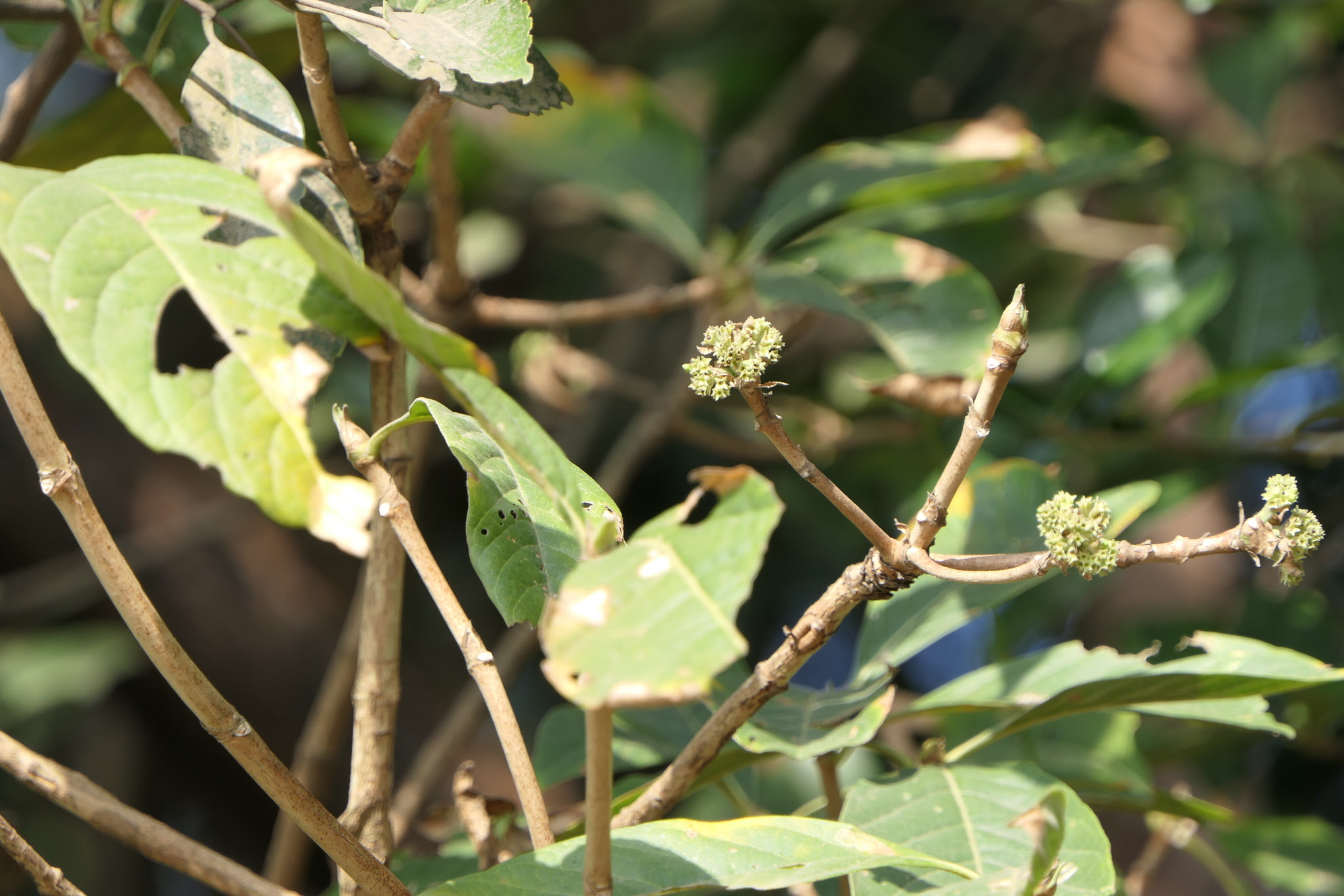 Pavetta crassicaulis Bremek.