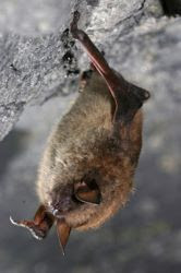 Little Brown Bat hangs upside down from gray rock