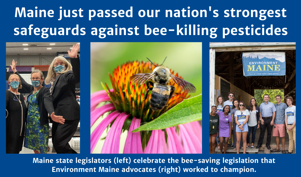 Maine just passed our strongest safeguards against bee-killing pesticides
